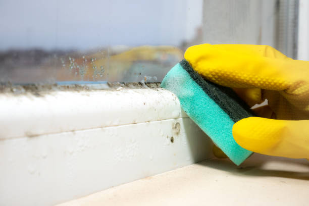 Best Attic Mold Removal  in Chester, WV