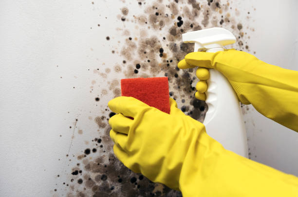 Best Same-Day Mold Removal  in Chester, WV